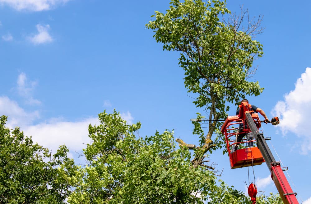 Tree service worker using a lift to trim branches against a blue sky and lush green foliage.